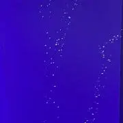 くもの画像
