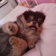 ポピーの画像