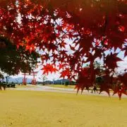*みゆ*の画像