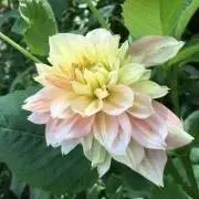 どうぞ宜しくお願い致しますの画像