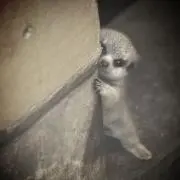 ペパロニの画像