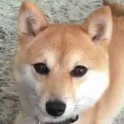 しば子の画像