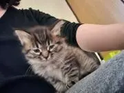 ももベビ