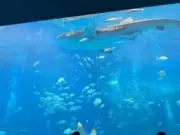 ぴょんちゃん