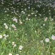 Akemiiの画像