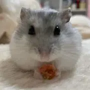 おもち