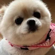 かんままの画像