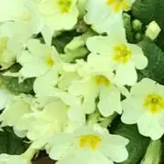 クロアチア