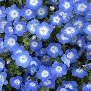 バニラマスカットの画像