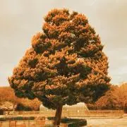 きのこの画像