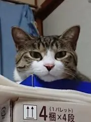 サンちゃんの画像