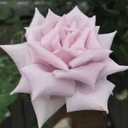 flの画像
