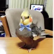 ☆ココ☆の画像