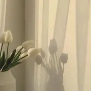 seaの画像