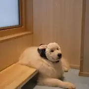 lackの画像