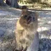 小梅の画像