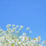 カモミール(プロフィールお読みください)の画像