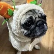 ももの画像