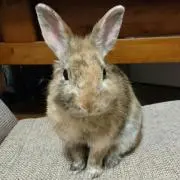 ジーク