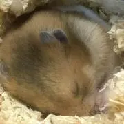 かおびん☆