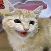 ゆゆゆうた