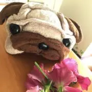 りゅうたろの画像