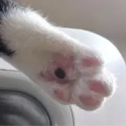 ひろりんの画像