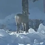 mokoの画像