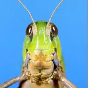 り