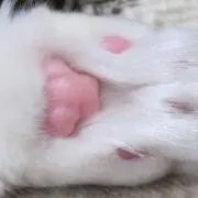 ほっとまるんの画像