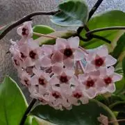 ほし