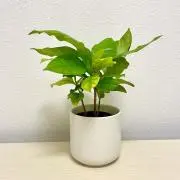 n.の画像