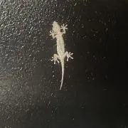 たけの画像