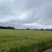 Billeyの画像