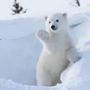 よいよいの画像
