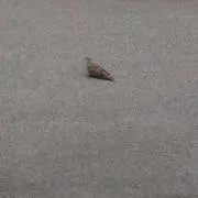 はとぽっぽ