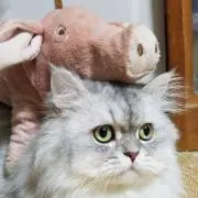 ムツオ