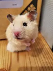 (おかぁ)の画像