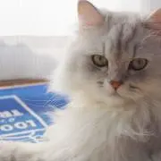 ポニポテ☆
