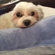 フェデラーの画像