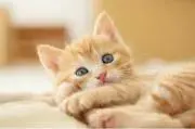 ※にゃんこ※ (プロフ確認してね）の画像
