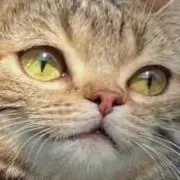 ＼(^o^)／の画像