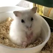 みるくの画像