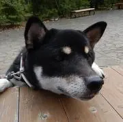 凱の画像