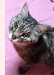 Miko