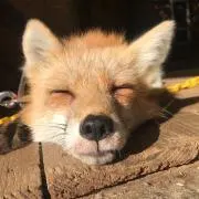 こんこんの画像