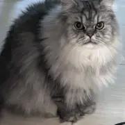 よっこ