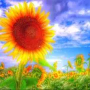 U!K!V!の画像