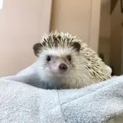 kiiの画像