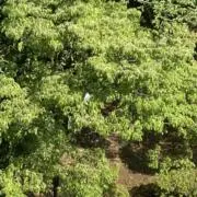 えむ